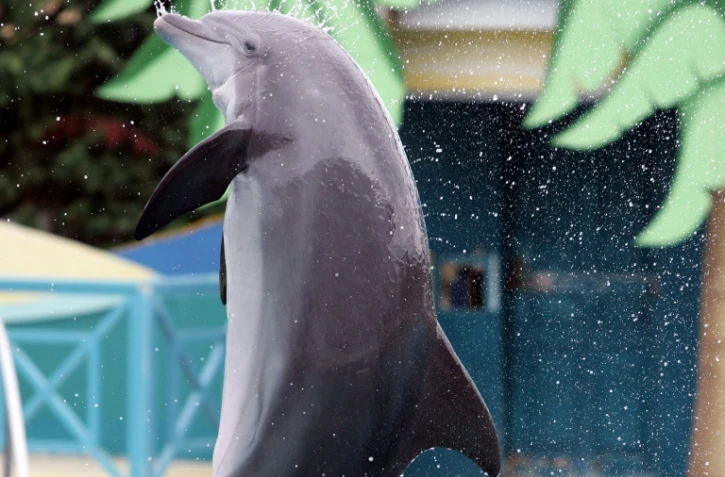 Un dauphin du Marineland d'Antibes (Alpes-Maritimes), photographié le 1er octobre 2005