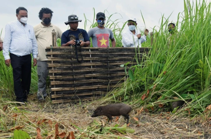 Des responsables du parc national de Manas observent des porcs pygmées, les plus petits porcs du monde, relâchés dans la nature après leur élevage en captivité, le 26 juin 2021 en Inde