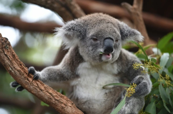 Un koala le 28 avril 2016 dans la localité côtière de Port-Macquarie en Australie