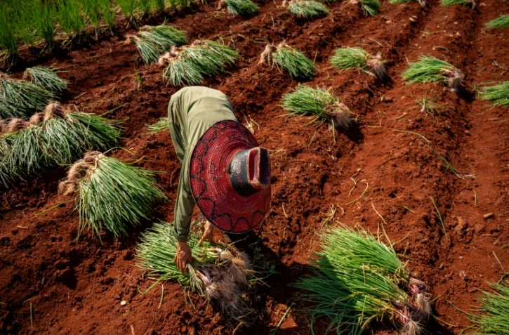 Un paysan récolte des oignons à Alquizar, dans la province d'Artemisa, Cuba, le 29 septembre 2023