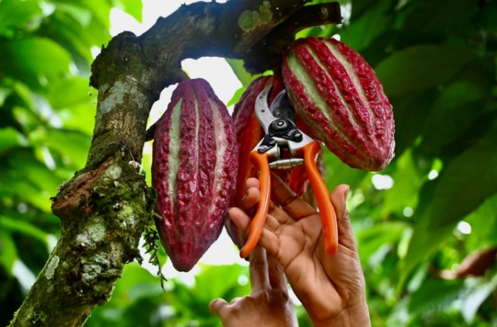 Un ouvrier coupe des fruits de cacao suspendus à un arbre dans une ferme du canton de Buena Fe, dans la province de Los Rios, en Équateur, le 12 juin 2024