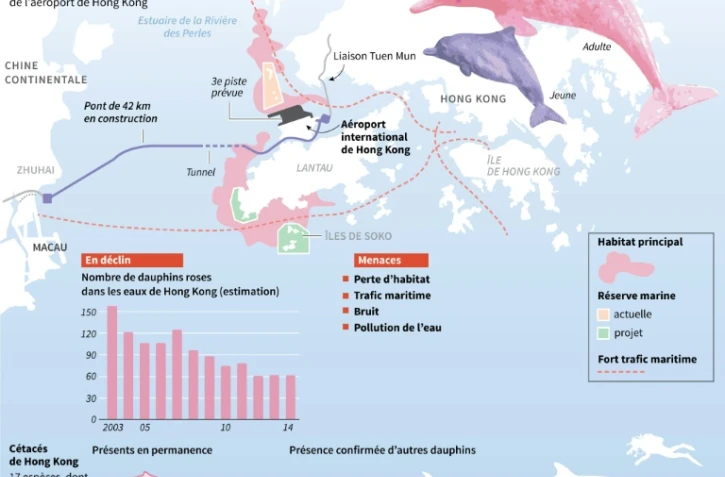 Infographie sur les dauphins roses de Hong Kong menacés de disparition