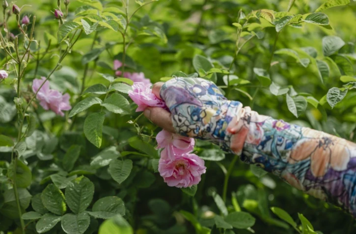 Récolte de roses centifolia dans les jardins du Domaine de la Rose, propriété de Lancôme, le 26 mai 2025 à Grasse, dans le sud de la France