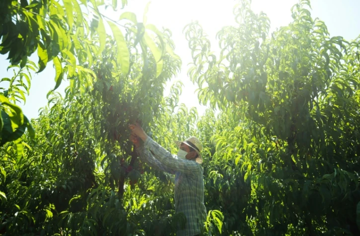 Un travailleur bulgare dans un verger Ă Fraga Ă l'ouest de Barcelone, le 25 juin 2020