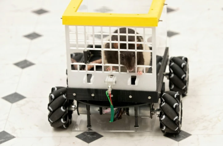 Un rat conduit une voiture miniature à l'université américaine de Richmond, en Virginie, le 2 août 2022