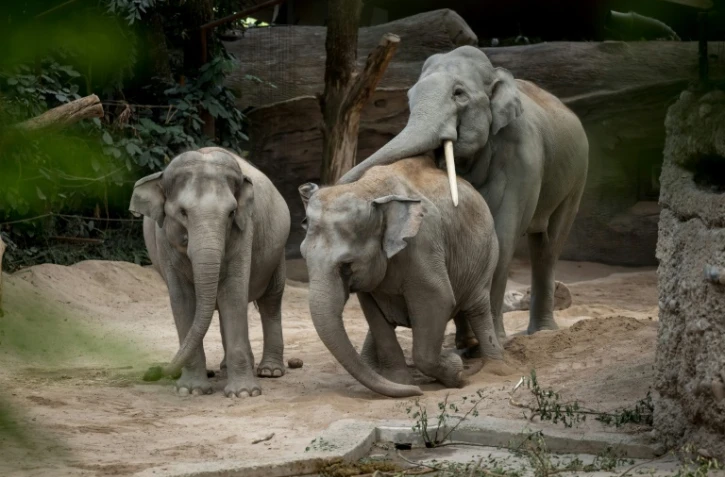 Des éléphants d'Asie dans leur enclos du zoo de Zurich, le 27 juillet 2022 en Suisse