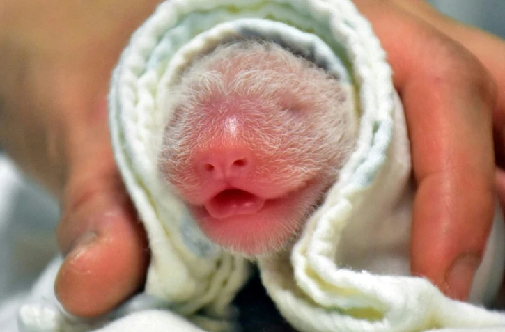Photo diffusée le 29 juin par le zoo de Taipei d'un bébé panda né le 28 juin à Taïwan