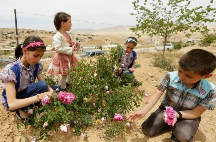 Cueillette de roses de Damas à el-Mrah, près de Damas, le 11 mai 2016