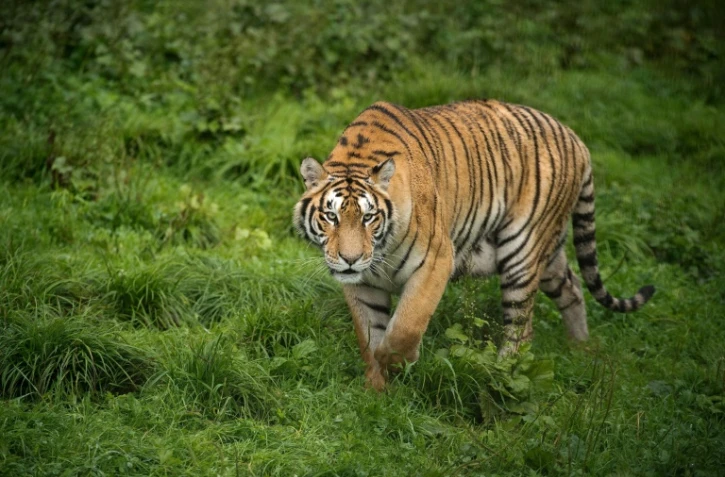 Un tigre de Sibérie dans le parc de Hengdaohezi, où sont élevés des tigres, dans le nord-est de la Chine, le 23 août 2017