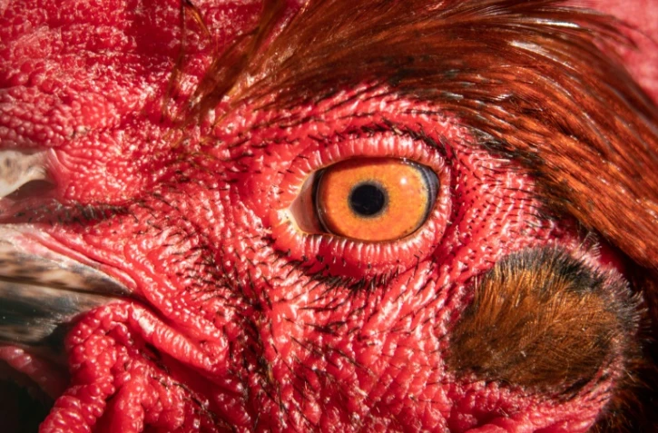 Un coq à Francfort, le 25 février 2019