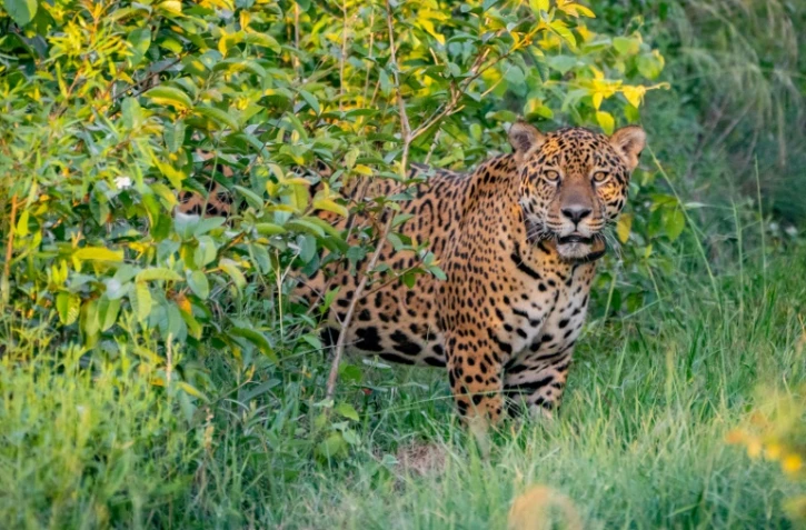 Un jaguar de cinq ans nommé Jatobazinho, relâché dans le parc national Ibera au nord-est de l'Argentine, le 31 décembre 2021