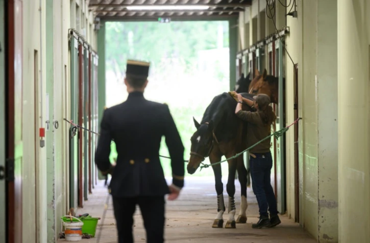 Une palefrenière du Cadre Noir de Saumur prépare un cheval pour un écuyer avant un spectacle matinal, le 5 juin 2025 en Maine-et-Loire