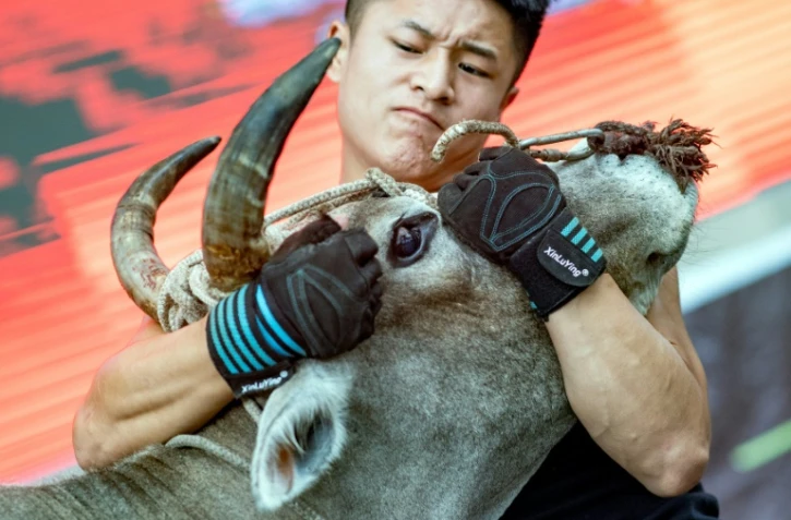 Démonstration de tauromachie traditionnelle sans mise à mort par un professionnel des arts martiaux à Jiaxing en Chine, le 29 septembre 2018