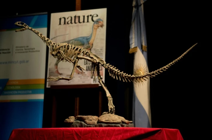 Réplique d'un squelette de Chilesaurus, un herbivore à l'allure de carnivore, au musée Bernardino Rivadavia à Buenos Aires, en Argentine, le 23 juin 2015