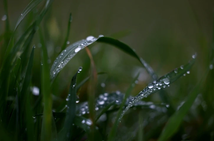 Photo d'archives d'une prairie située sur l'impluvium des eaux Evian à Féternes, en Haute-Savoie, le 16 décembre 2026