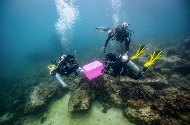Le biologiste Kullawit Limchularat (g), dit Aum, relâche avec d'autres plongeurs des requins bambous au large de Phi Phi, en Thaïlande, le 25 novembre 2021