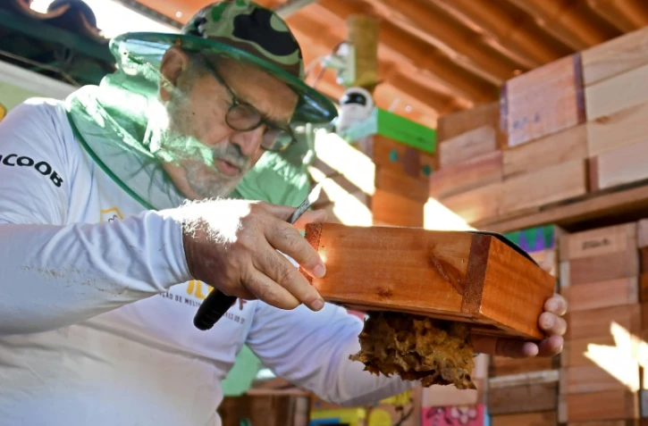 L'apiculteur Luiz Lustosa montre une ruche d'abeilles natives brésiliennes à l'Institut Abelha Nativa de Brasilia, le 10 juillet 2022
