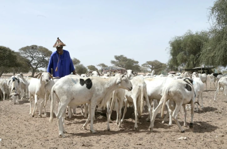 Un éleveur et son troupeau de moutons au marché à bétail de Sewekhaye, au Sénégal, le 14 juin 2023