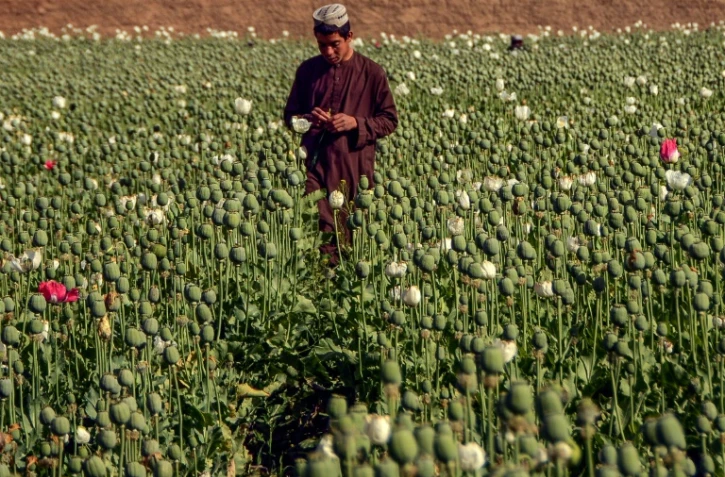 Une plantation de pavot au district de Zhari Ă Kandahar, en Afghanistan, le 28 mars 2022