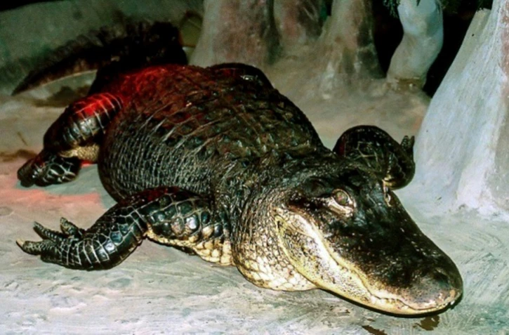 Photo transmise par le zoo de Moscou le 24 mai 2020 de l'alligator Saturne, prise au zoo moscovite à une date indéterminée