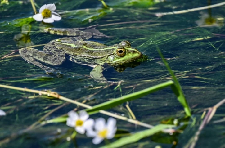 Une grenouille dans l'Ardèche, près de Vallon-Pont-d'Arc, le 7 mai 2020