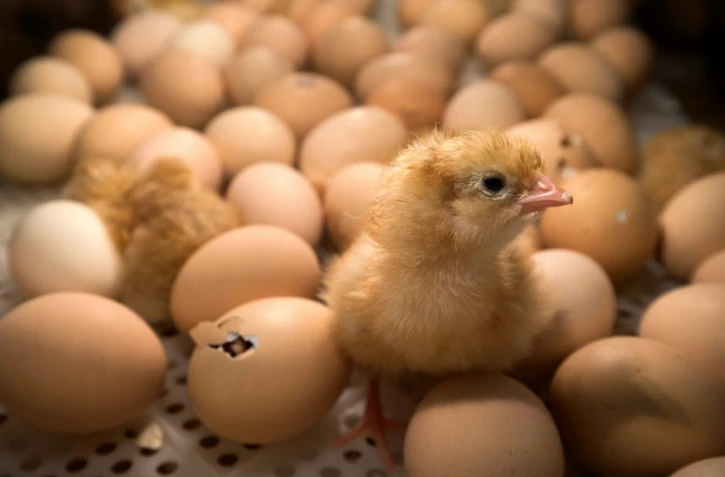 Des poussins dans une couveuse au Salon de l'agriculture, à Paris le 26 février 2017