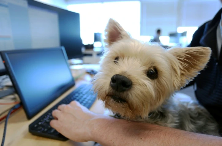Le Yorkshire terrier Samson sur les genoux de son maître Trevor Watt, employé de l'entreprise Chandos Bird, le 5 mai 2022 à Ottawa, au Canada 