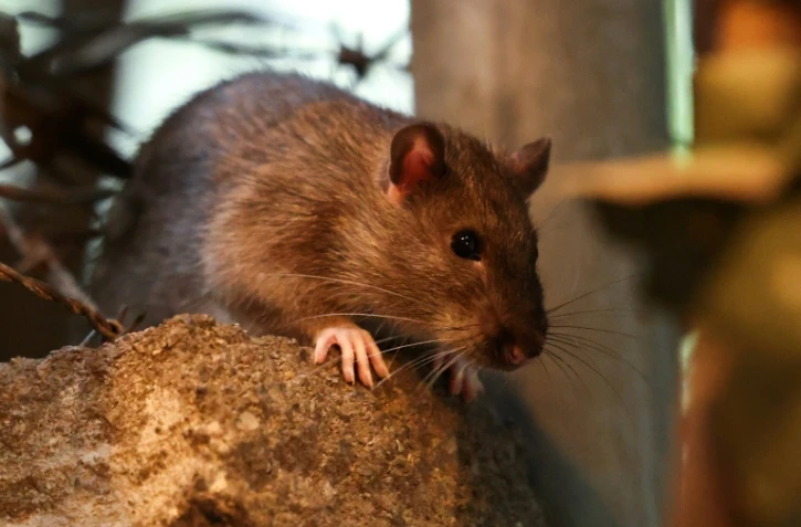 Un rat dans les rues de New York, le 1er août 2025