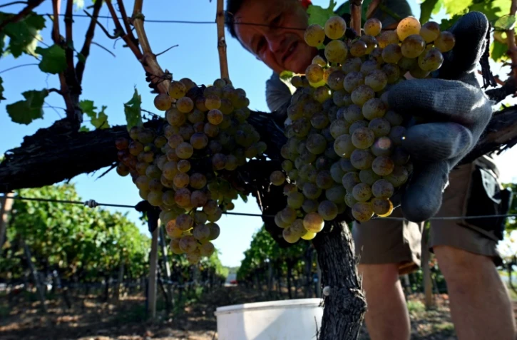 Un vendangeur de la région d'Herzégovine récolte des grappes de raisin, le 20 septembre 2023 près de Ljubuski, en Bosnie-Herzégovine