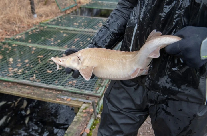 L'éleveur d'esturgeons, Stefan Astner, inspecte une femelle albinos, très rare, à la ferme d'élevage de Walter Gruell, à Groedig, près de Salzburg, le 15 décembre 2020
