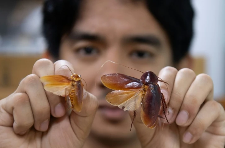 L'entomologiste Cristian Lucanas avec des spécimens de cafards dans un laboratoire de l'université des Philippines à Los Banos, au sud de Manille, le 11 février 2026