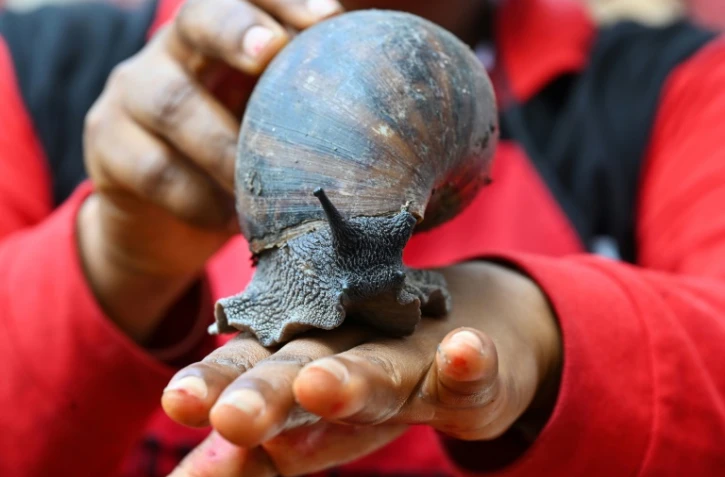 Un escargot géant sur la main d'une employée dans une ferme d'élevage à Azaguié, en Côte d'Ivoire, le 23 novembre 2023