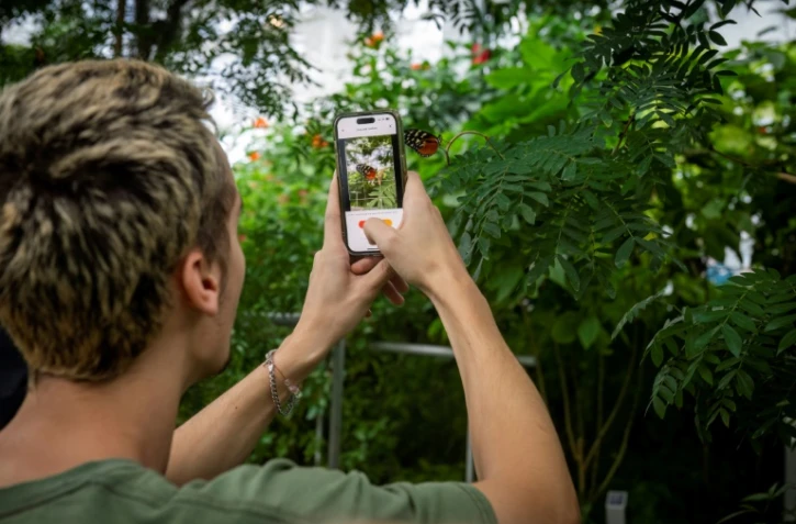 Un visiteur prend un papillon en photo et l'identifie à l'aide d'une intelligence artificielle à l'Insectarium de Montréal, au Québec, le 1er octobre 2024