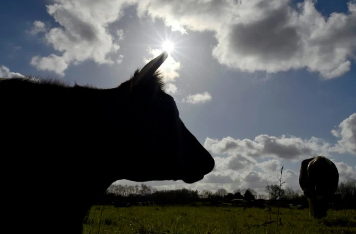 Redoublant de vigilance face à la canicule qui touche la France, les agriculteurs donnent davantage à boire à leurs animaux