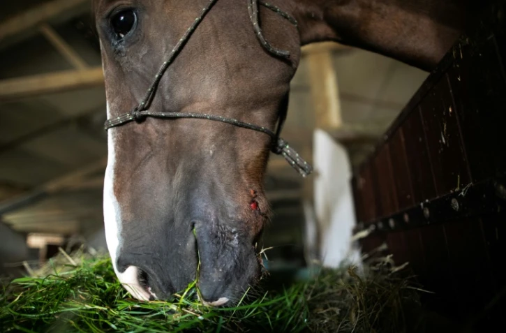 Vue prise le 7 septembre 2020 d'un cheval attaqué le 9 juillet à Criquetot-sur-Logueville
