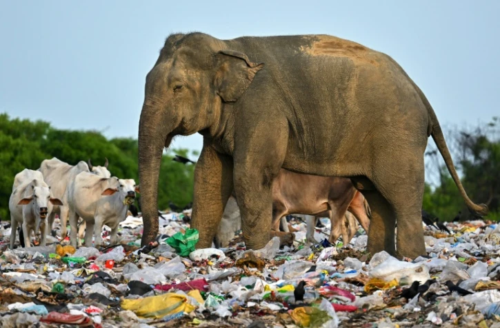 Un éléphant sauvage ingurgite des déchets plastiques dans une décharge, le 3 juin 2023 à Ampara (Sri Lanka)