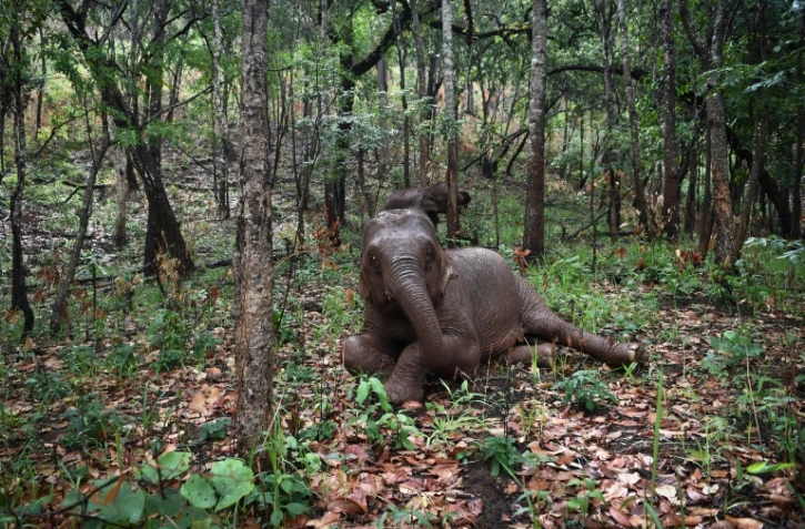 Des éléphants, poussés par la faim, ont fui les camps désertés par les touristes, le 4 jin 2020 dans une forêt de la région de Chiang Mai, en Thaïlande