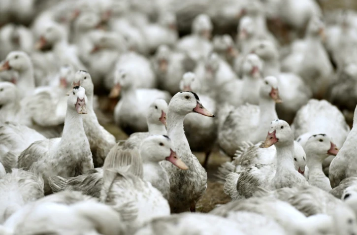 Des canards confinés dans une ferme à Bourriot-Bergonce, dans l'ouest de la France, le 22 février 2017