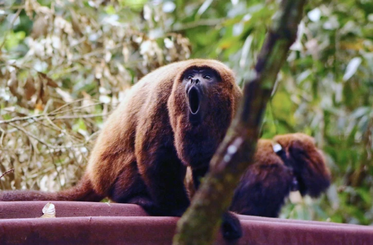 Un singe hurleur dans le parc national de Rio de Janeiro le 4 septembre 2015   
