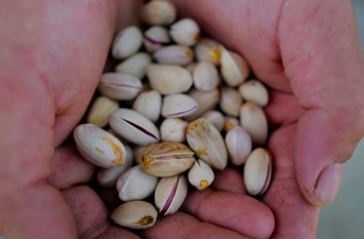 Des pistaches cultivées par des vignerons à Sérignan-du-Comtat, dans le Vaucluse, le 28 septembre 2026