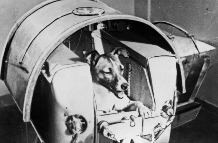 La chienne Laïka, le premier être vivant envoyé dans l'espace, dans la capsule du satellite russe Spoutnik, le 3 novembre 1957 à Baïkonour, au Kazakhstan