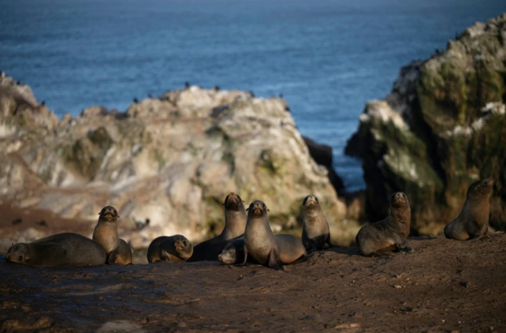 Des lions de mer à la réserve nationale de Punta San Juan de Marcona, dans le département d'Ica, dans le sud du Pérou, le 29 septembre 2025