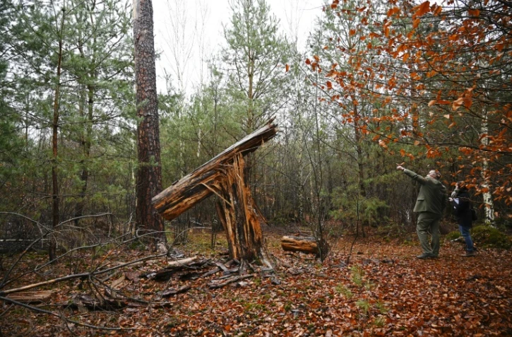 Le tronc cassé d'un arbre dans la forêt de Weitbruch, dans le Bas-Rhin, le 13 décembre 2019, vingt ans après la tempête de décembre 1999