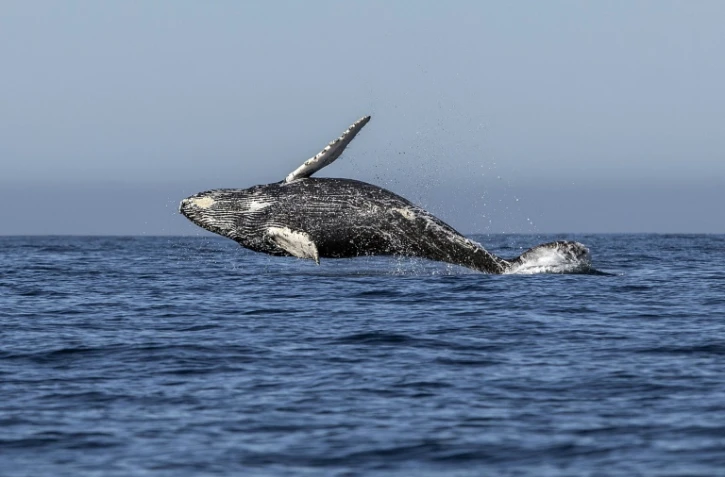 Une baleine de type Megaptera novaeangliae saute hors de l'eau. Le 15 mars 2018.