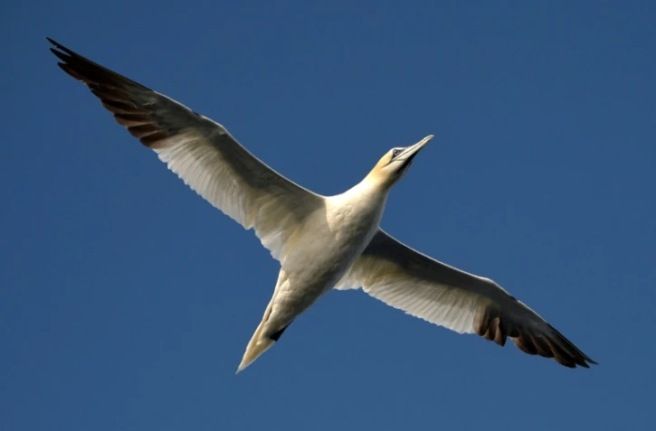 Le vol magesteux du fou de bassan reconnaissable avec sa tête jaune et le bout des ailes sombres dans le ciel de la réserve des Sept-Îles dans les Côtes-d'Armor le 7 août 2014