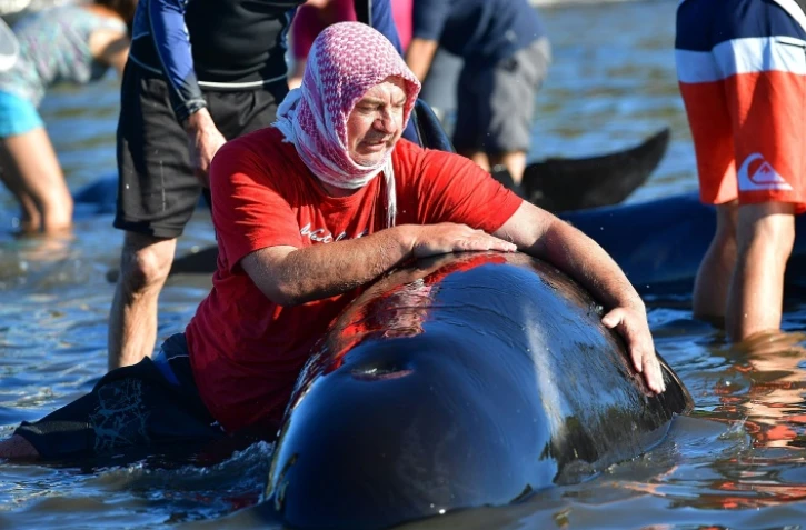 Un volontaire essaie d'empêcher une baleine de venir s'échouer sur plage de Farewell Spit en Nouvelle-Zélande, le 11 février 2017