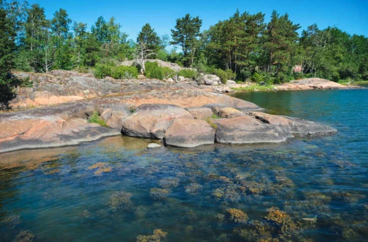 Des algues sont visibles sous la surface dans la zone de recherches de la station zoologique de Tvarminne (TZS), à Hanko, en Finlande, le 26 juin 2024
