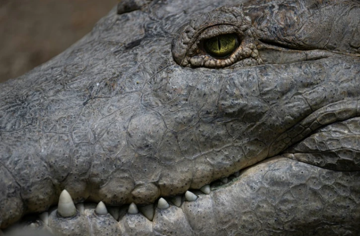 Un crocodile de l'Orénoque au zoo Leslie Pantin de Turmero, dans le centre-nord du Venezuela, le 8 avril 2023