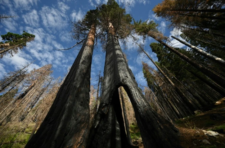 Des séquoias dont la base du tronc a été noircie par le feu, dans la Redwood Mountain Grove du parc national de Kings Canyon, le 24 août 2023 en Californie
