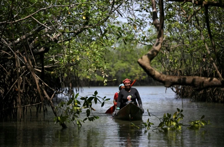 Des femmes en pirogue cherchent des coquillages noirs ou Pianguas, dans une mangrove près de Nuqui, dans le département de Choco, le 5 août 2023 en Colombie